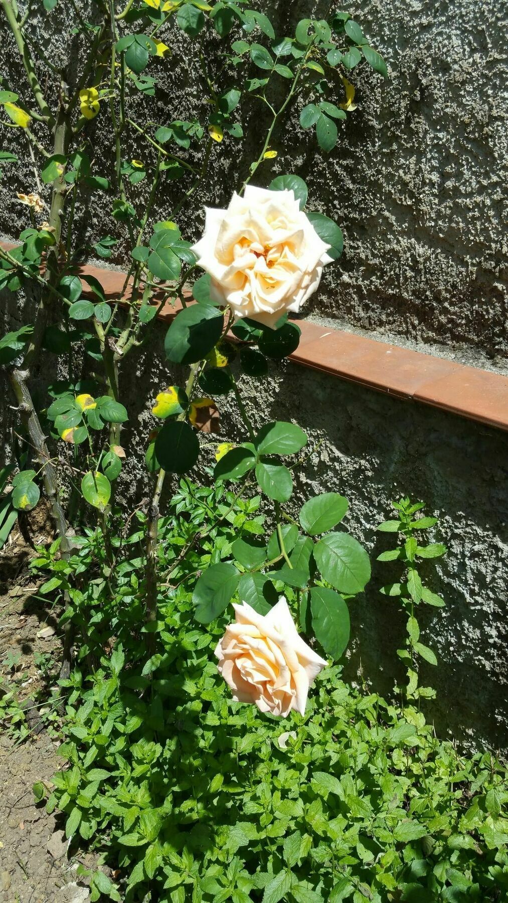 La Villa Nei Fiori フィレンツェ エクステリア 写真